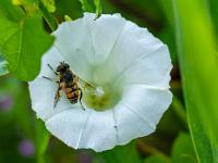Schwebfliege auf weißer Wickenblüte